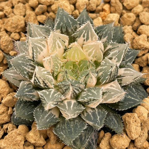 Haworthia Mirrorball Variegated Smaller Size