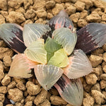 Haworthia Mochi Gyokuro Variegated small size