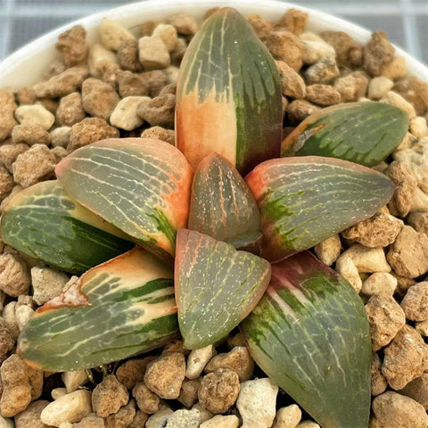 Haworthia Moon Light Variegated