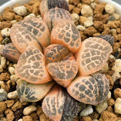 Haworthia Mordor RV