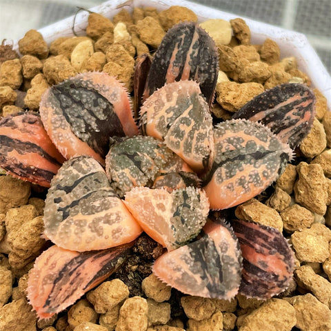 Haworthia Mordor Variegated (S)