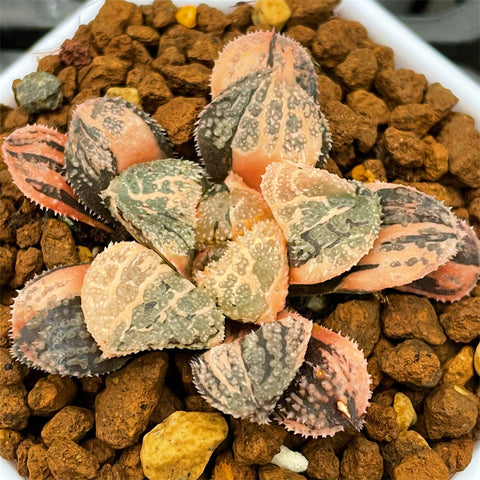 Haworthia Mordor Variegated Small Size