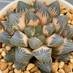 Haworthia Neon Light Reverse Variegated