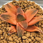 Haworthia Night Forest Reverse Variegated