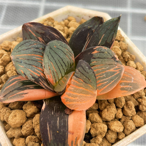 Haworthia Night Forest Variegated