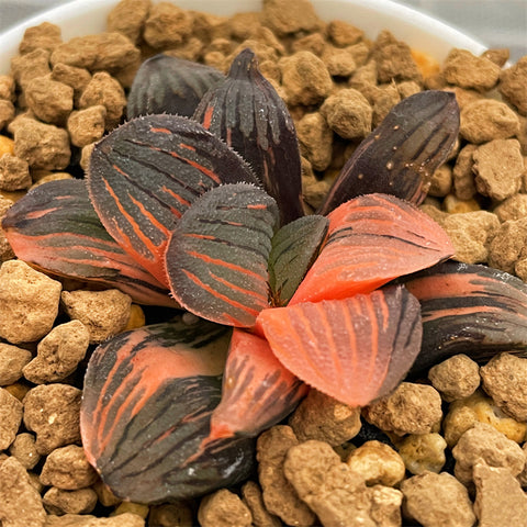 Haworthia Night Forest Variegated