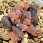 Haworthia Obtusa Daikoku Variegated