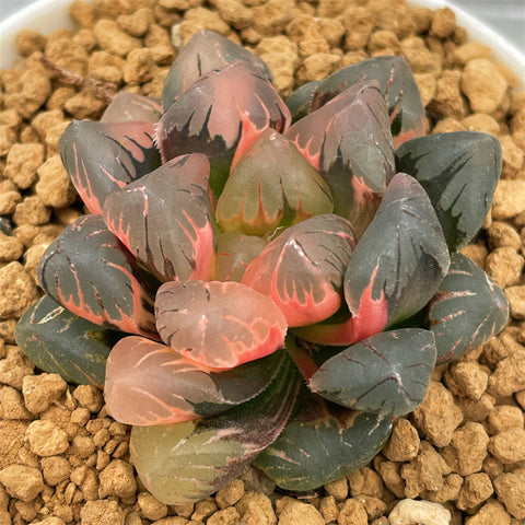 Haworthia Obtusa Daikoku Variegated