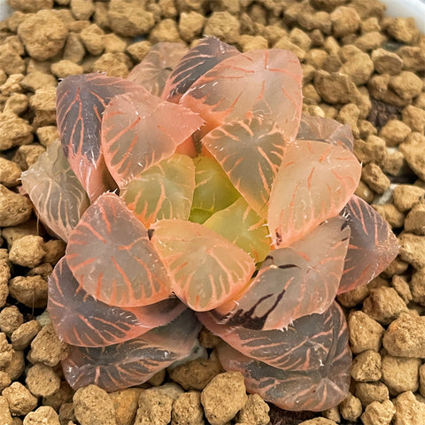 Haworthia Obtusa Dragon Palace Reverse Variegated