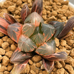 Haworthia Obtusa Suisho Variegated