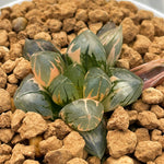 Haworthia Obtusa Suisho Variegated