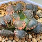 Haworthia Obtusa Violet Variegated