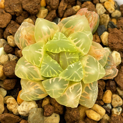 Haworthia Oiwaka Reverse Variegated