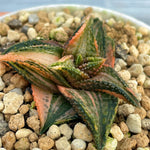 Haworthia Hard Leaf Onigawara Variegated Plant from offsets