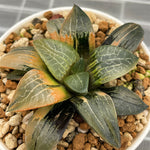 Haworthia Comptoniana Ouzora Variegated