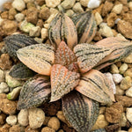 Haworthia Picta Cobra Variegated