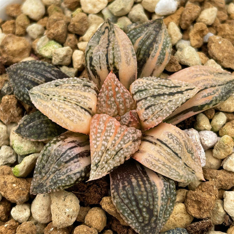 Haworthia Picta Cobra Variegated