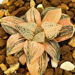 Haworthia Picta Cobra Variegated Size S