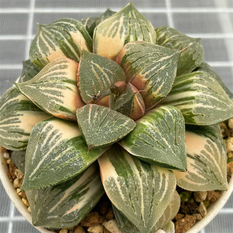 Haworthia Big Size Picta variegated Mother Plant Popular