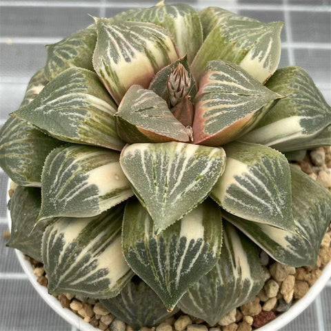 Haworthia Picta Variegated Mother Plant Big Size