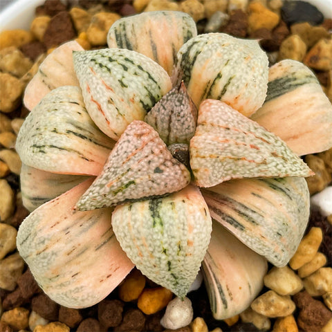 Haworthia Picta Ounyu Variegated