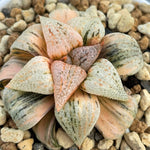 Haworthia Picta Ounyu Variegated