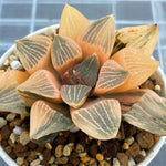 Haworthia Picta Reverse Variegated