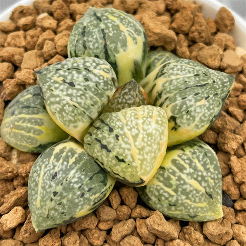 Haworthia Picta Totoro Variegated