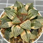 Haworthia Picta Variegated Big Size