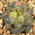 Haworthia Obtusa Purple Lens Variegated