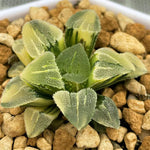 Haworthia Pygmaea Princess Variegated Plant from seeds