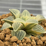 Haworthia Pygmaea Reverse Variegated