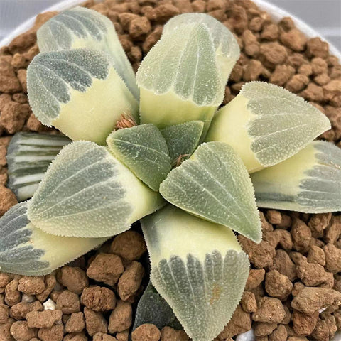 Haworthia Pygmaea Reverse Variegated