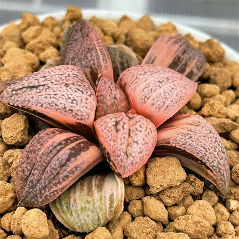 Haworthia Red Picta Variegated