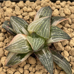 Haworthia Splendens Red Tiger Variegated small size