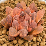 Haworthia Rouge RV