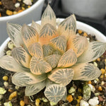 Haworthia Rouge RV