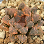 Haworthia Rouge Variegated