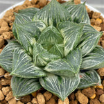 Haworthia Sansenjou White Variegated size (S)