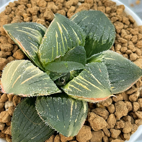 Haworthia Big Leaf Scale Variegated