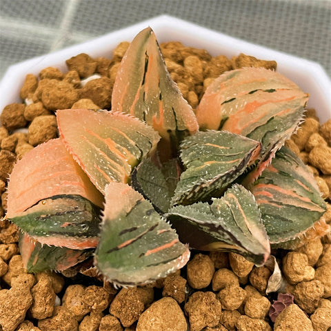 Haworthia Scale Variegated