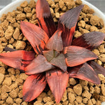 Haworthia Correcta Scarlet Ibis Variegated