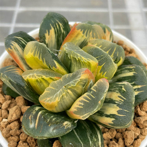 Haworthia Seiko Reverse Variegated