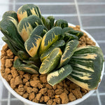 Haworthia Seiko Variegated