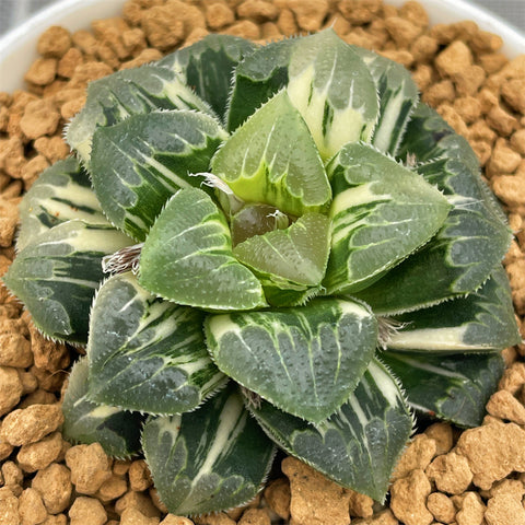 Haworthia Shiba Toshi variegated