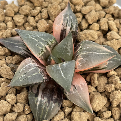 Haworthia Badia Shutendouji Variegated