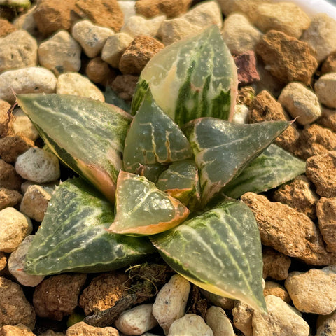 Haworthia Badia Shutendouji Variegated plant from offsets