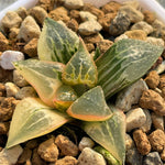 Haworthia Badia Shutendouji Variegated small size plant from offsets