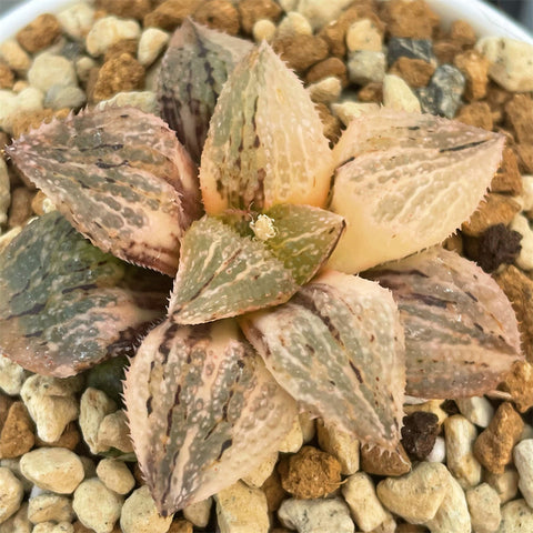 Haworthia Silver Kiwi Variegated