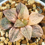 Haworthia Picta Silver Kiwi Variegated